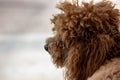 Poodle: temperament The FCI classification says that the character of the Poodle is that of a companion dog, placing it in the 9th Royalty Free Stock Photo