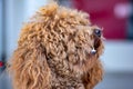 Poodle: temperament The FCI classification says that the character of the Poodle is that of a companion dog, placing it in the 9th Royalty Free Stock Photo