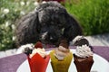 Poodle tryies to steal a cup cake for a sweet break Royalty Free Stock Photo