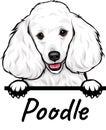 Poodle peeking dog isolated on a white background