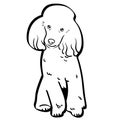 Poodle vector eps Hand drawn, Vector, Eps, Logo, Icon, crafteroks, silhouette Illustration for different uses Royalty Free Stock Photo