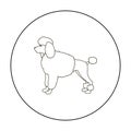 Poodle vector icon in outline style for web