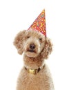 Poodle wearing party hat Royalty Free Stock Photo