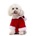 Poodle wearing a Santa coat in front of a white b