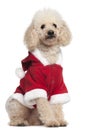 Poodle wearing Santa outfit, 8 years old