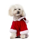 Poodle wearing a Santa pug in front of a white background