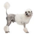 Poodle, 1 year old, standing in front of white background