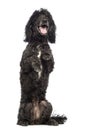 Poodle, 5 years old, in front of white background Royalty Free Stock Photo