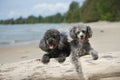 Poodles hanging out at the beach Royalty Free Stock Photo