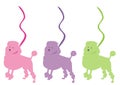 Poodles in a line Royalty Free Stock Photo