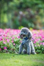 Poodles playing in the grass