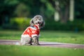 Poodles playing in the grass