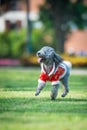 Poodles playing in the grass