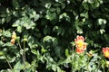 Pooh dahlia, captured at Swan Island Dahlias, in Canby, Oregon. Royalty Free Stock Photo