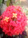 A pooja flower