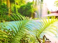 Pool with fontain in the backyard garden. Tropical garden. Selective focus Royalty Free Stock Photo
