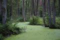 A Pool In The Forest Near Lublin