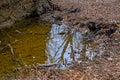 Pool in the forest, with reflection of bare trees and sky