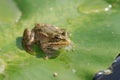 Pool frog Royalty Free Stock Photo