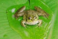 Pool Frog 2 Royalty Free Stock Photo