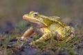 Pool frog with bright blurred background Royalty Free Stock Photo