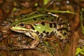 Pool frog (Pelophylax lessonae) in natural habitat Royalty Free Stock Photo