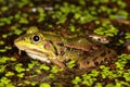 Pool frog (Pelophylax lessonae) in natural habitat Royalty Free Stock Photo