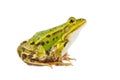 Pool frog male Royalty Free Stock Photo