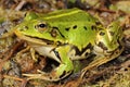 Pool frog (Pelophylax lessonae) in natural habitat Royalty Free Stock Photo