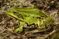 Pool frog (Pelophylax lessonae) in natural habitat Royalty Free Stock Photo