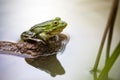 Pool frog Pelophylax lessonae Royalty Free Stock Photo