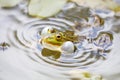 Pool frog Pelophylax lessonae Royalty Free Stock Photo