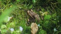 Pool frog Pelophylax lessonae Royalty Free Stock Photo