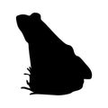 Pool Frog Pelophylax Lessonae Sitting On a Back View Silhouette Found In Map Of Europe. Good To Use For Element Print Book Royalty Free Stock Photo