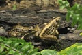 Pool Frog Royalty Free Stock Photo