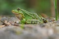 Pool frog portrait Royalty Free Stock Photo