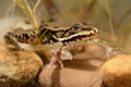 Pool Frog - Rana lessonae in fresh water. Underwater picture Royalty Free Stock Photo