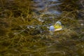 The pool frog or small green frog Royalty Free Stock Photo