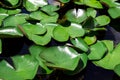 The pool and green lotus leaf in the morning. Royalty Free Stock Photo