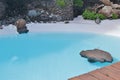 Pool in Jameos del Agua. Lanzarote, Canary Islands, Spain. Royalty Free Stock Photo