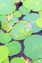 Pool of leaf lotus Royalty Free Stock Photo