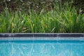 Pool side plants view at luxury hotel with nice green plants alongside the shallow blue water. Pool side reflections of the greene Royalty Free Stock Photo