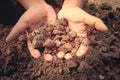 Pool soil very hard in the hand holding. Royalty Free Stock Photo