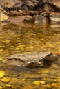 Pool with stones on the botton Royalty Free Stock Photo