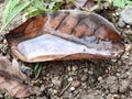 a pool of water above the fallen leaves