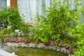 Pool water rockery and green plants in the garden