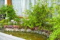 Pool water rockery and green plants in the garden