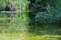 Pool of water surrounded by forests and vegetations