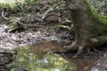 Pool of water with tree roots Royalty Free Stock Photo