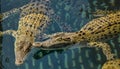 Pool of young Australian saltwater crocodiles Royalty Free Stock Photo
